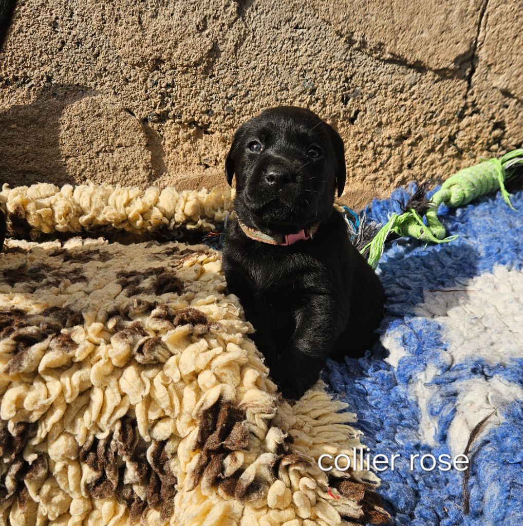 Du Gardien Des Aulnois - Chiots disponibles - Labrador Retriever