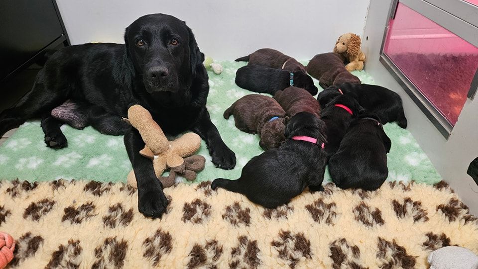 Chiot Labrador Retriever Du Gardien Des Aulnois