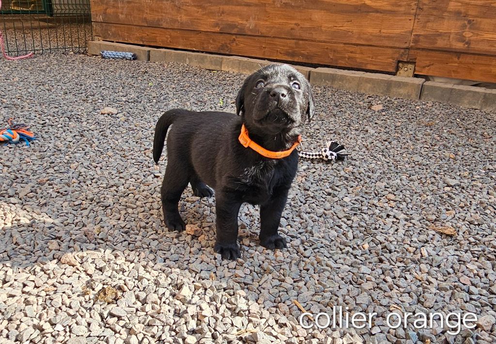 Du Gardien Des Aulnois - Chiots disponibles - Labrador Retriever