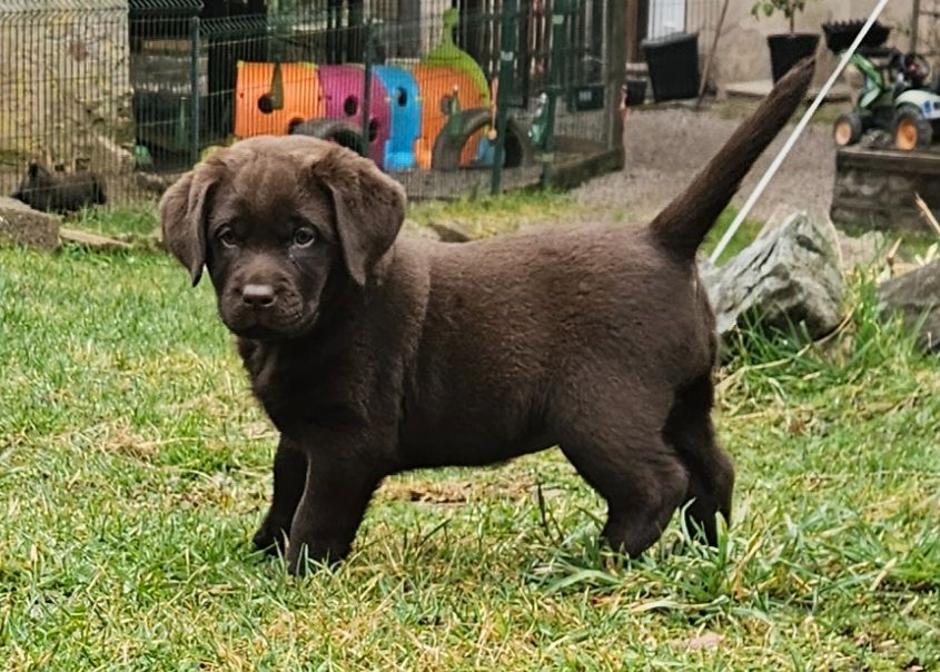 Du Gardien Des Aulnois - Chiots disponibles - Labrador Retriever