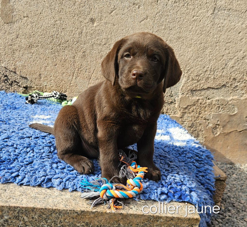 Du Gardien Des Aulnois - Labrador Retriever - Portée née le 19/01/2025