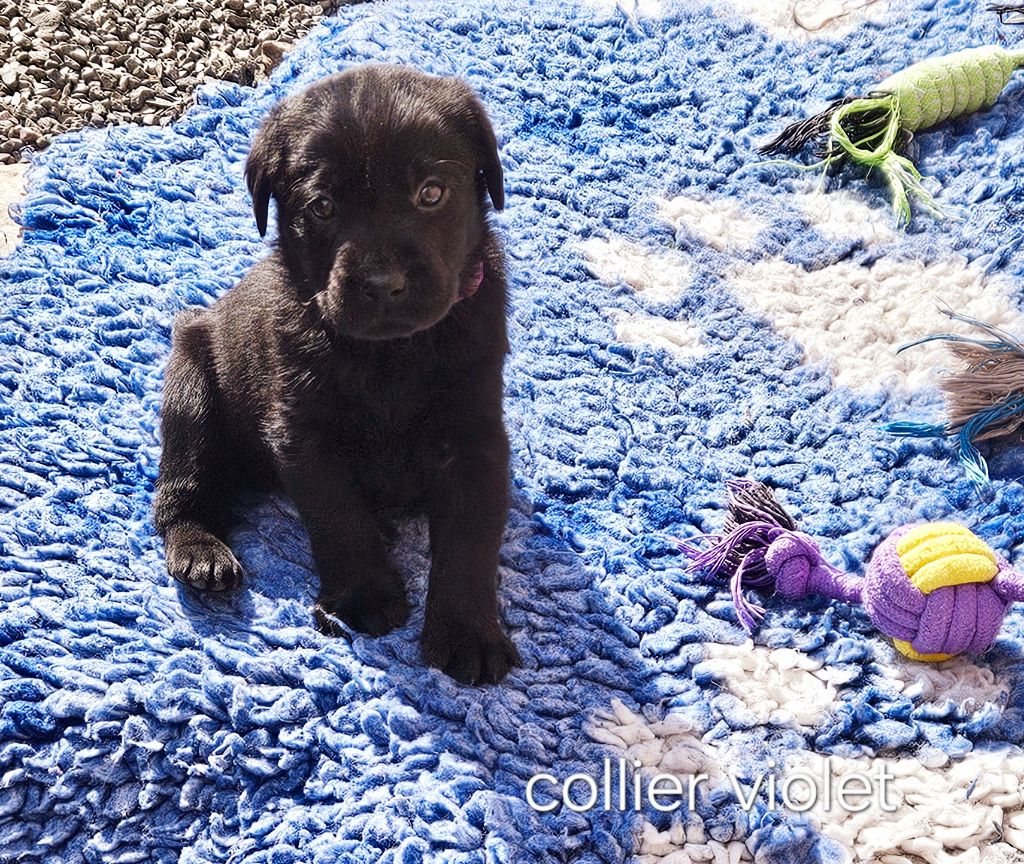 Du Gardien Des Aulnois - Chiots disponibles - Labrador Retriever