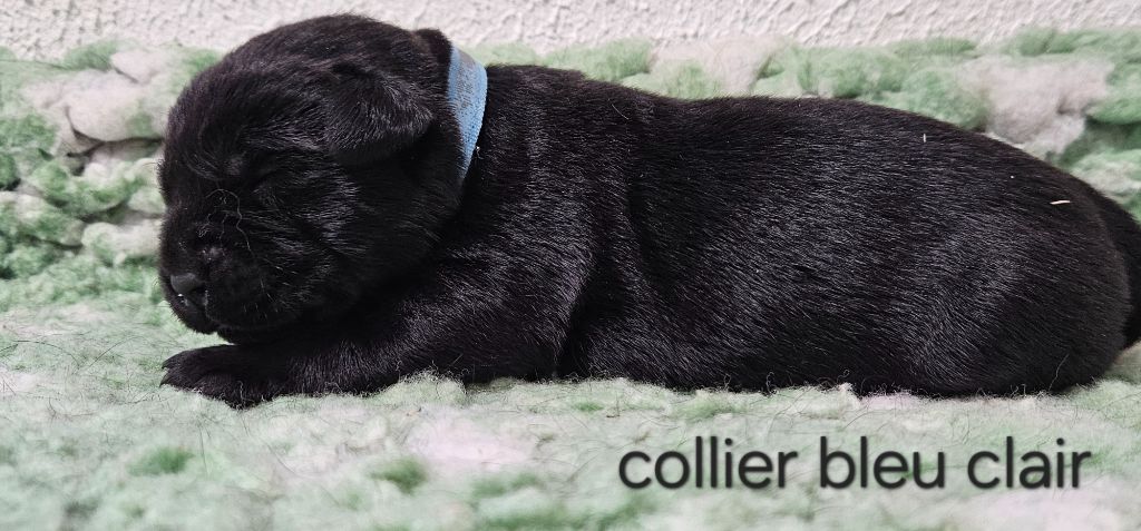 Du Gardien Des Aulnois - Chiots disponibles - Labrador Retriever