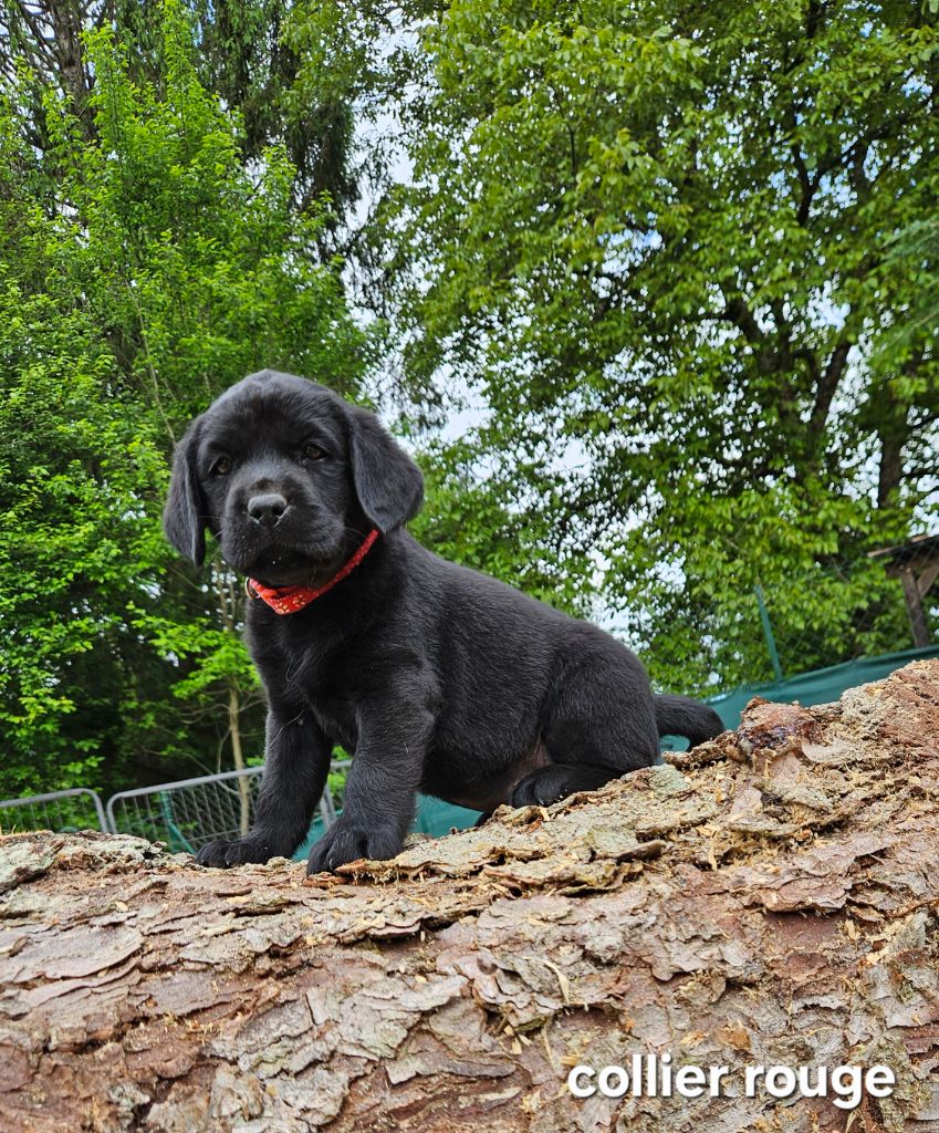 Du Gardien Des Aulnois - Chiots disponibles - Labrador Retriever