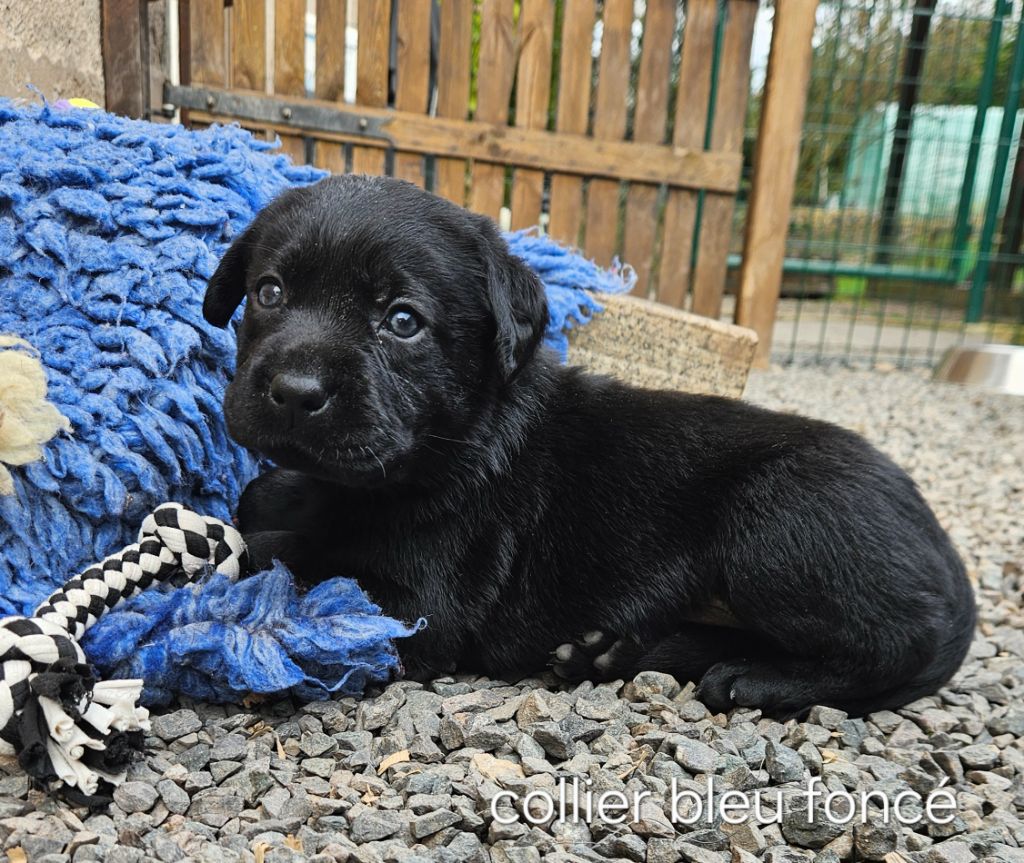 Du Gardien Des Aulnois - Chiots disponibles - Labrador Retriever