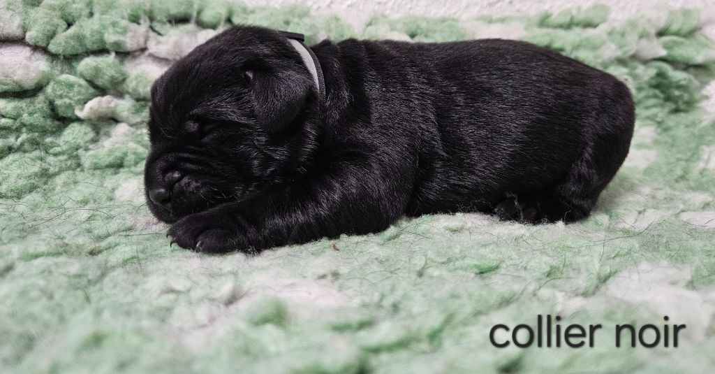 Du Gardien Des Aulnois - Chiots disponibles - Labrador Retriever