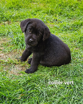 Chiot noir Collier vert