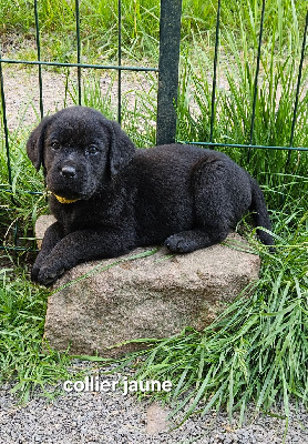 Chiot noir collier jaune