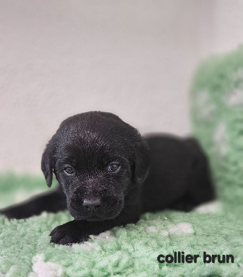 Collier brun 