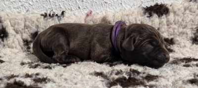 Collier violet