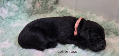 Collier rose