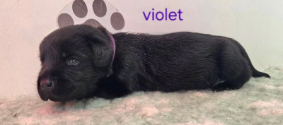 Collier violet