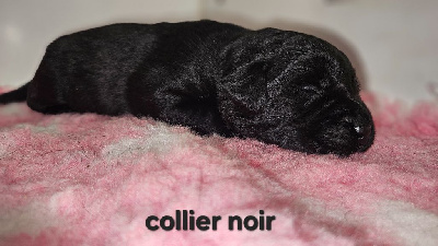Collier noir 