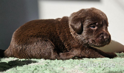 Chiot chocolat collier rose