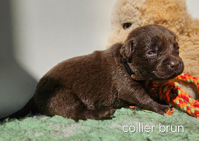 Chiot chocolat collier brun