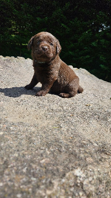 Chiot chocolat collier bleu clair