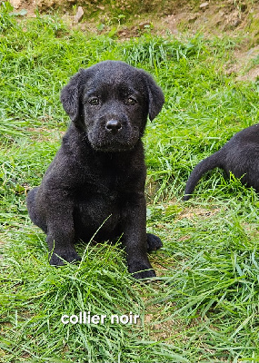 Chiot noir Collier noir