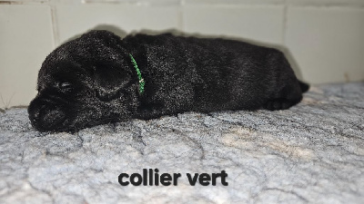 Collier vert