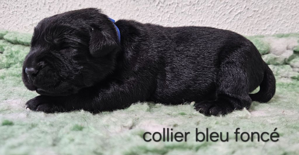 Du Gardien Des Aulnois - Chiots disponibles - Labrador Retriever