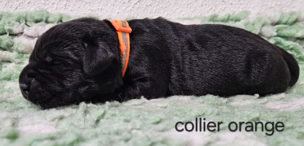 Du Gardien Des Aulnois - Chiots disponibles - Labrador Retriever