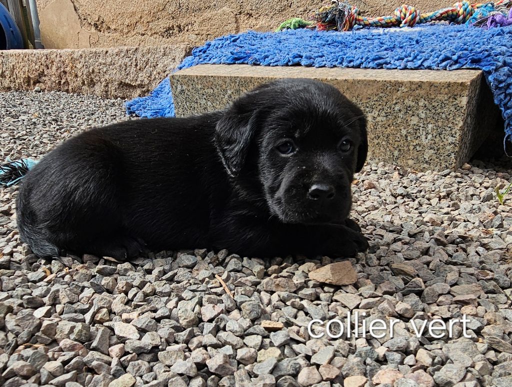 Du Gardien Des Aulnois - Chiots disponibles - Labrador Retriever