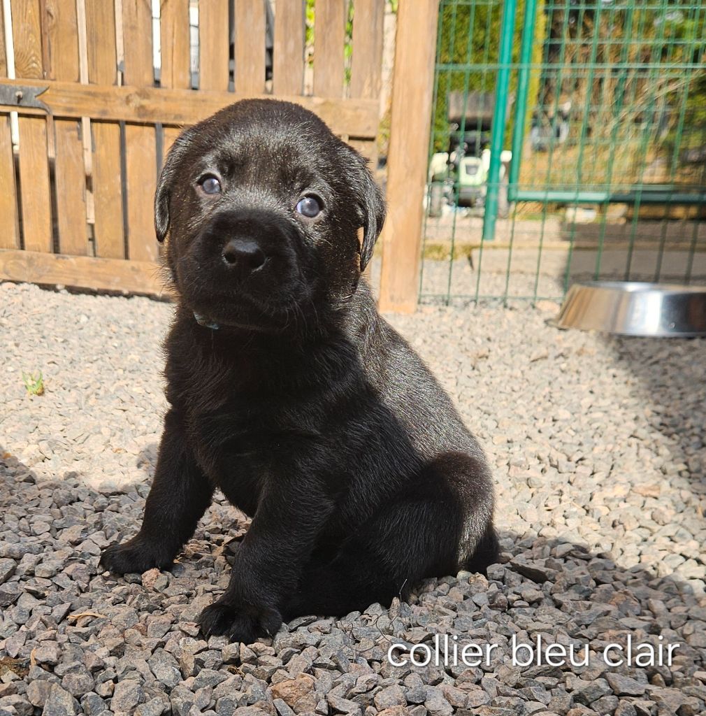 Du Gardien Des Aulnois - Chiots disponibles - Labrador Retriever