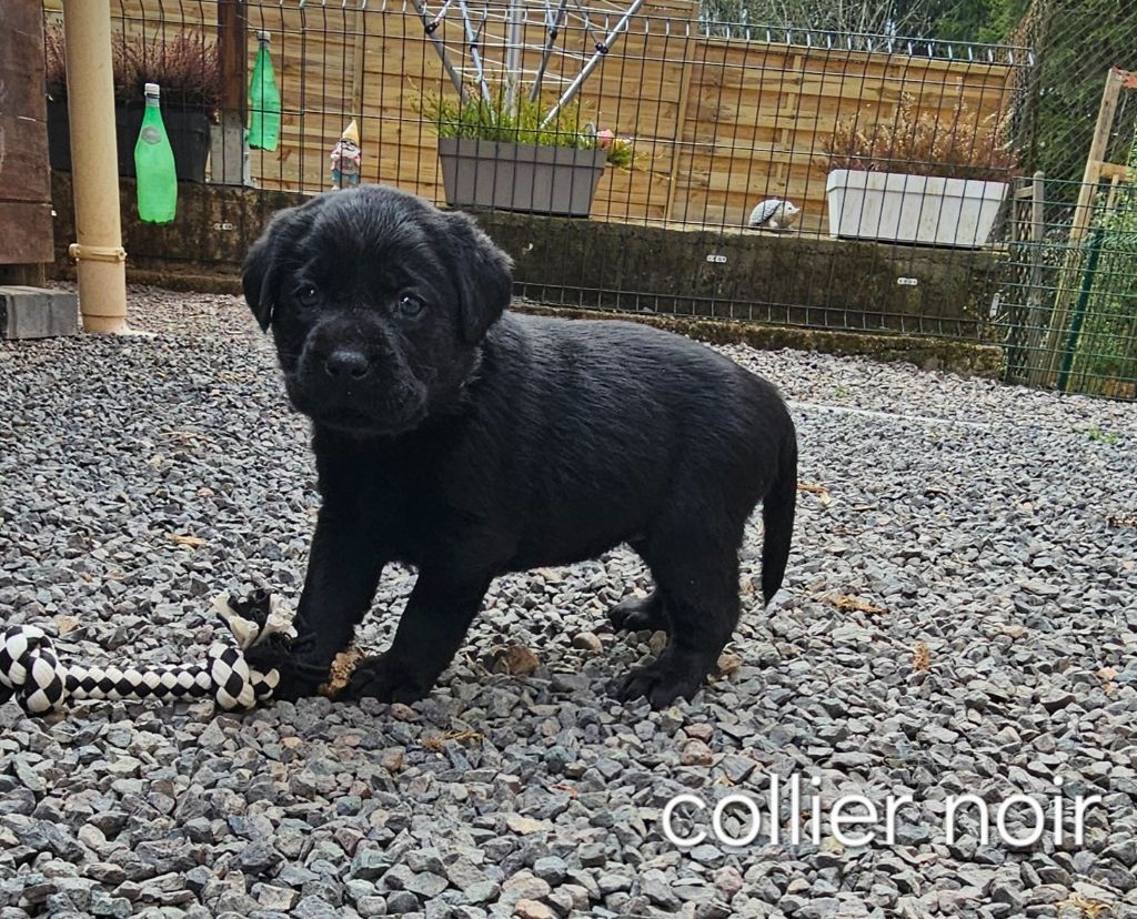 Du Gardien Des Aulnois - Chiots disponibles - Labrador Retriever